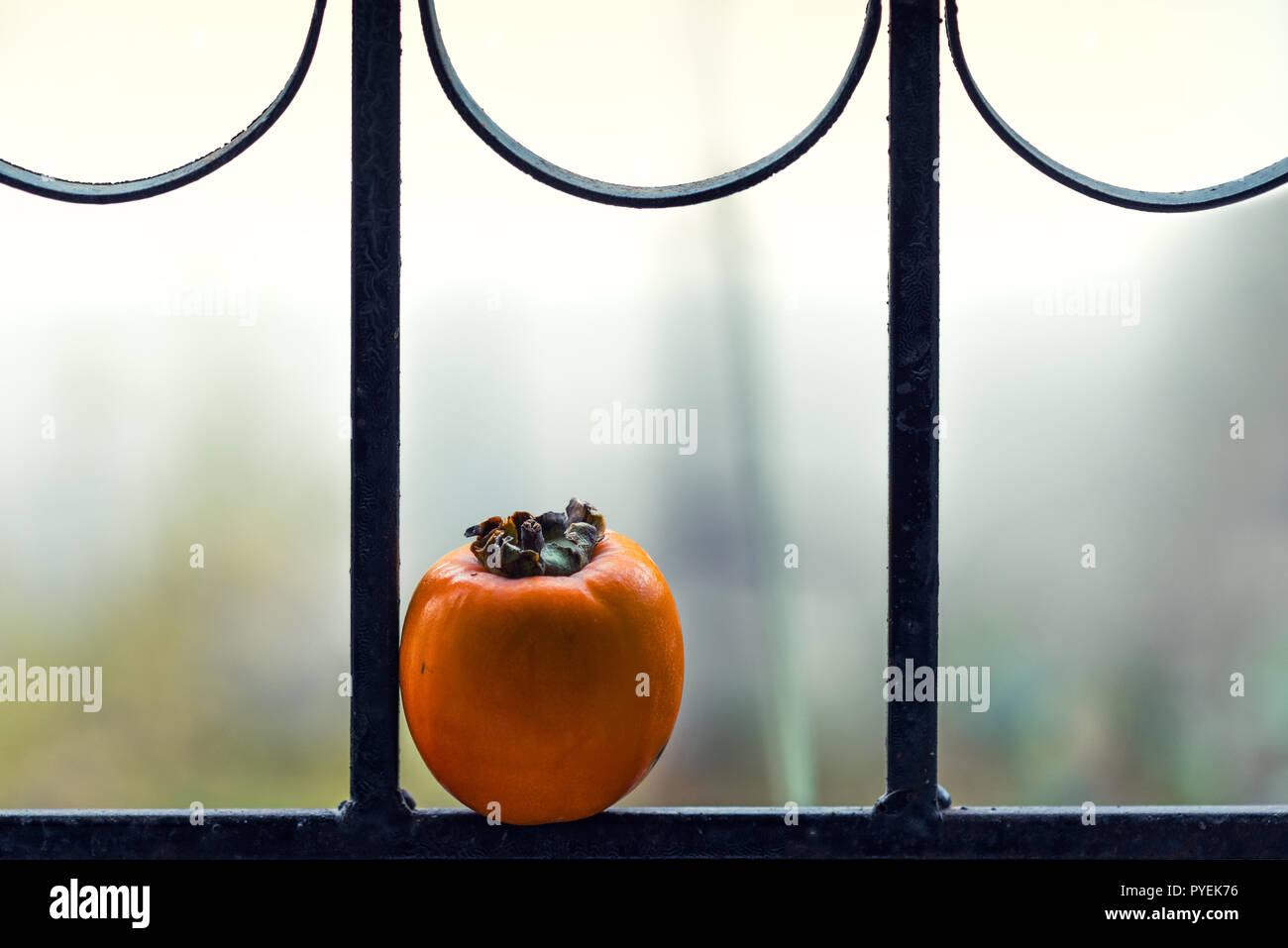 Ripe lonely persimmon fruit on the window Stock Photo