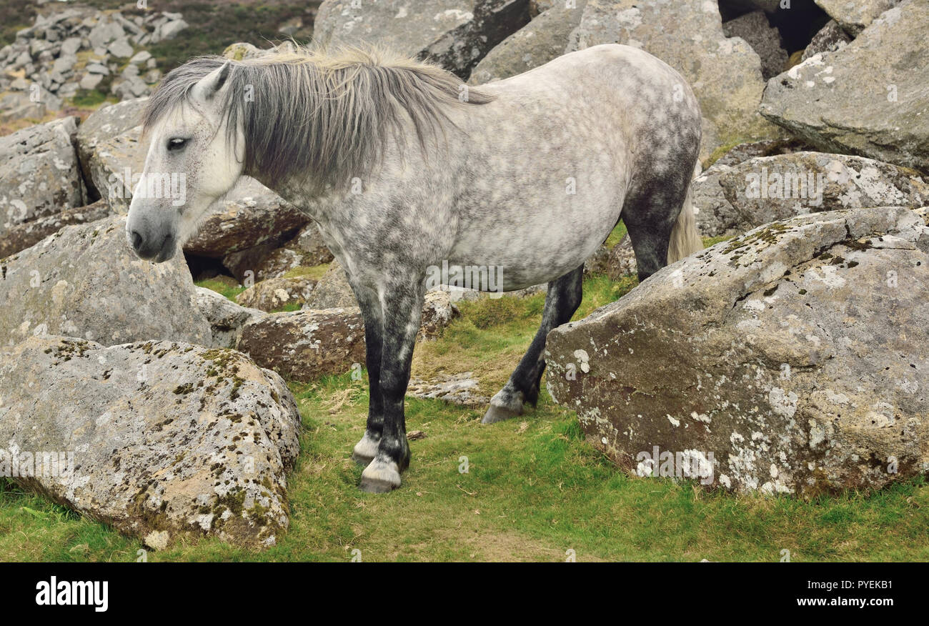 Dartmoor pony hires stock photography and images Alamy
