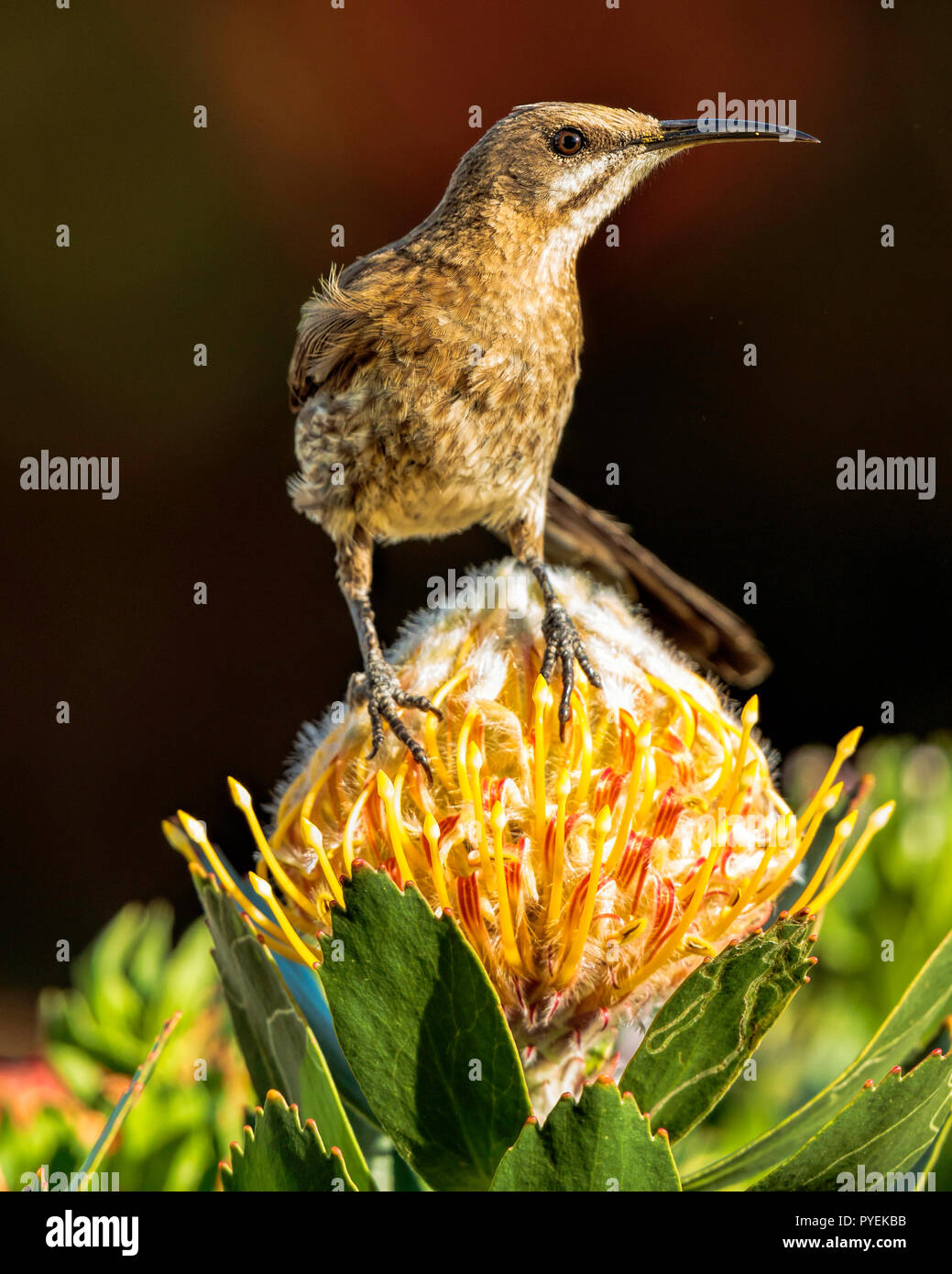 Cape Sugarbird (Promerops cafer) Male perched on a Pincushion Sugerbush Laucospermum, Hermanus, Western Cape, South Africa Stock Photo