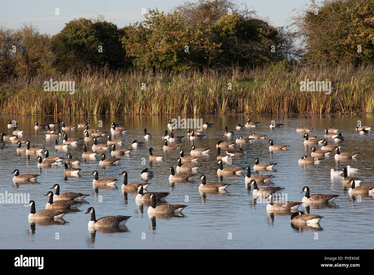 Geese sunbathing hi-res stock photography and images - Alamy