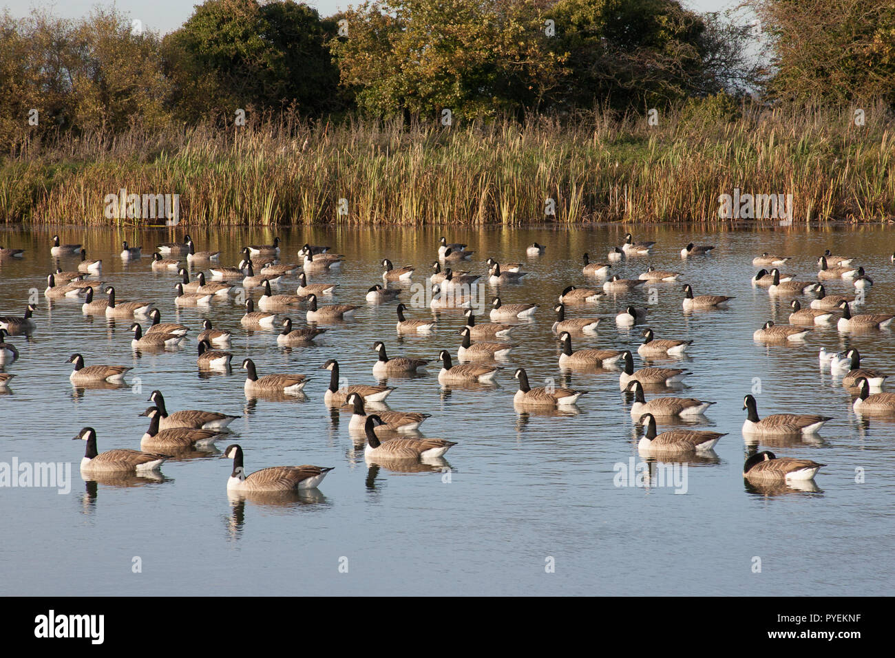 Geese sunbathing hi-res stock photography and images - Alamy