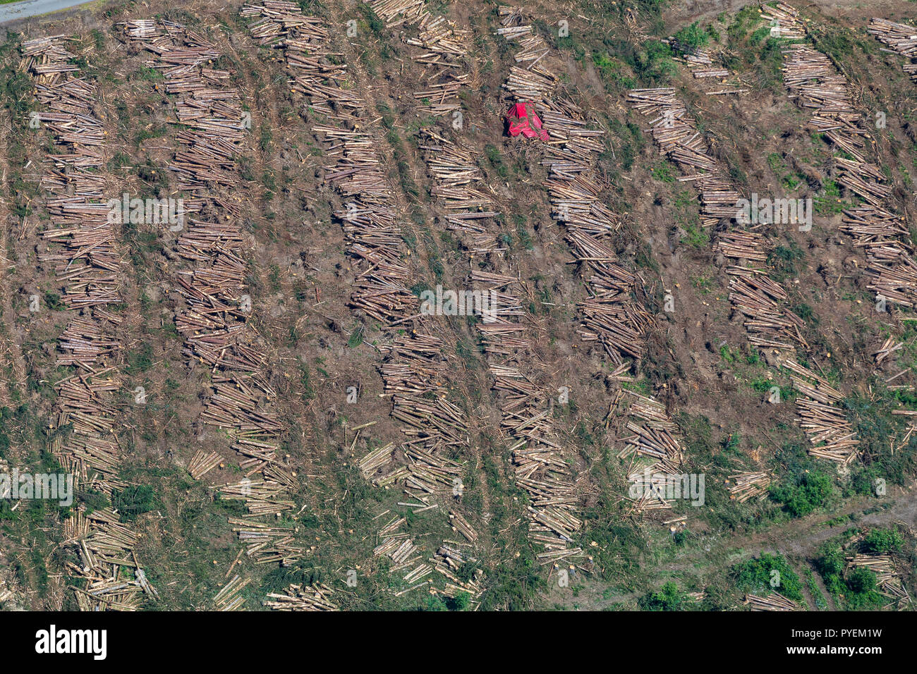 Aerial view, forestry work, woodfalls, trees fell Forestry on the way in front of the Holzborn, Meschede, Sauerland, North Rhine-Westphalia, Germany, Stock Photo