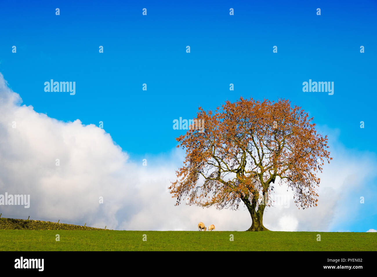 Tree and sheep on skyline with blue sky and white cloud beyond in the Peak District National Park Stock Photo
