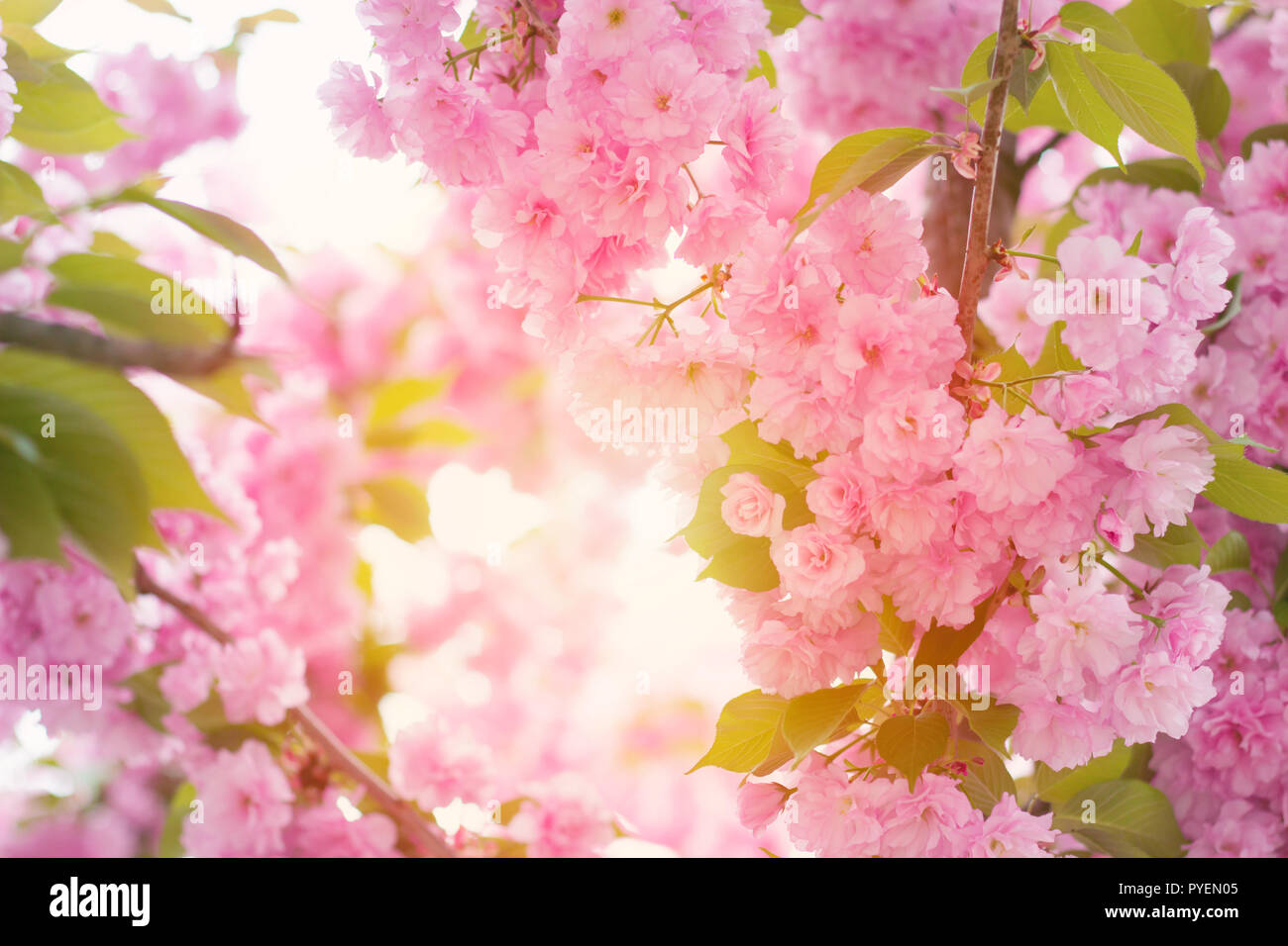 Cherry pink blossoms close up; blooming pink cherry tree with sunshine coming through brances; Spring floral background Stock Photo