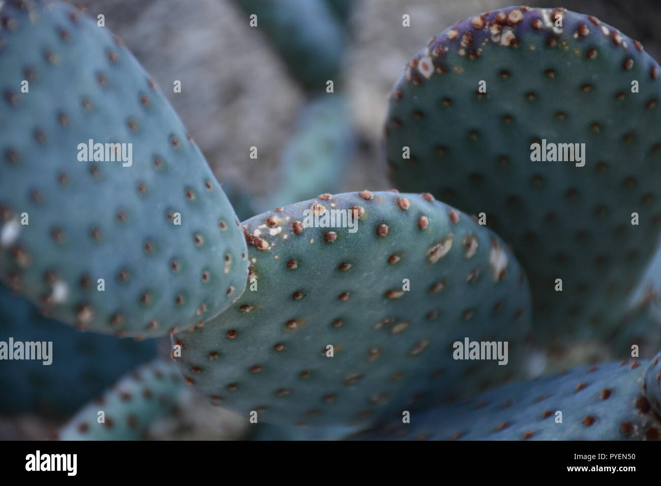 Cactus closeup Stock Photo