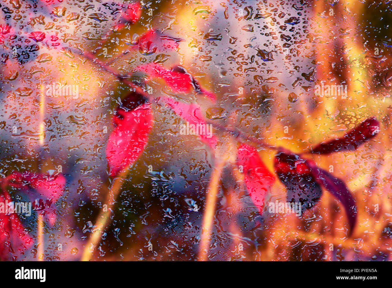 Concept nature : Autumn rain Stock Photo
