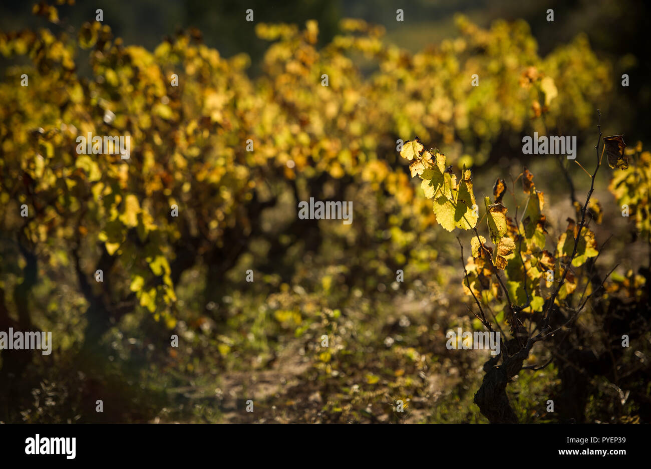 Vine leaves in autumn before falling Stock Photo Alamy