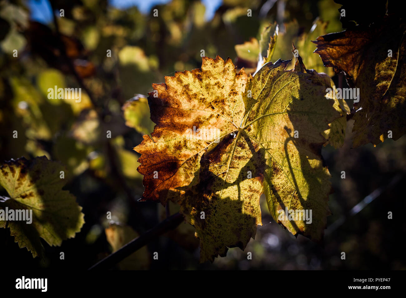 Vine leaves in autumn before falling Stock Photo Alamy