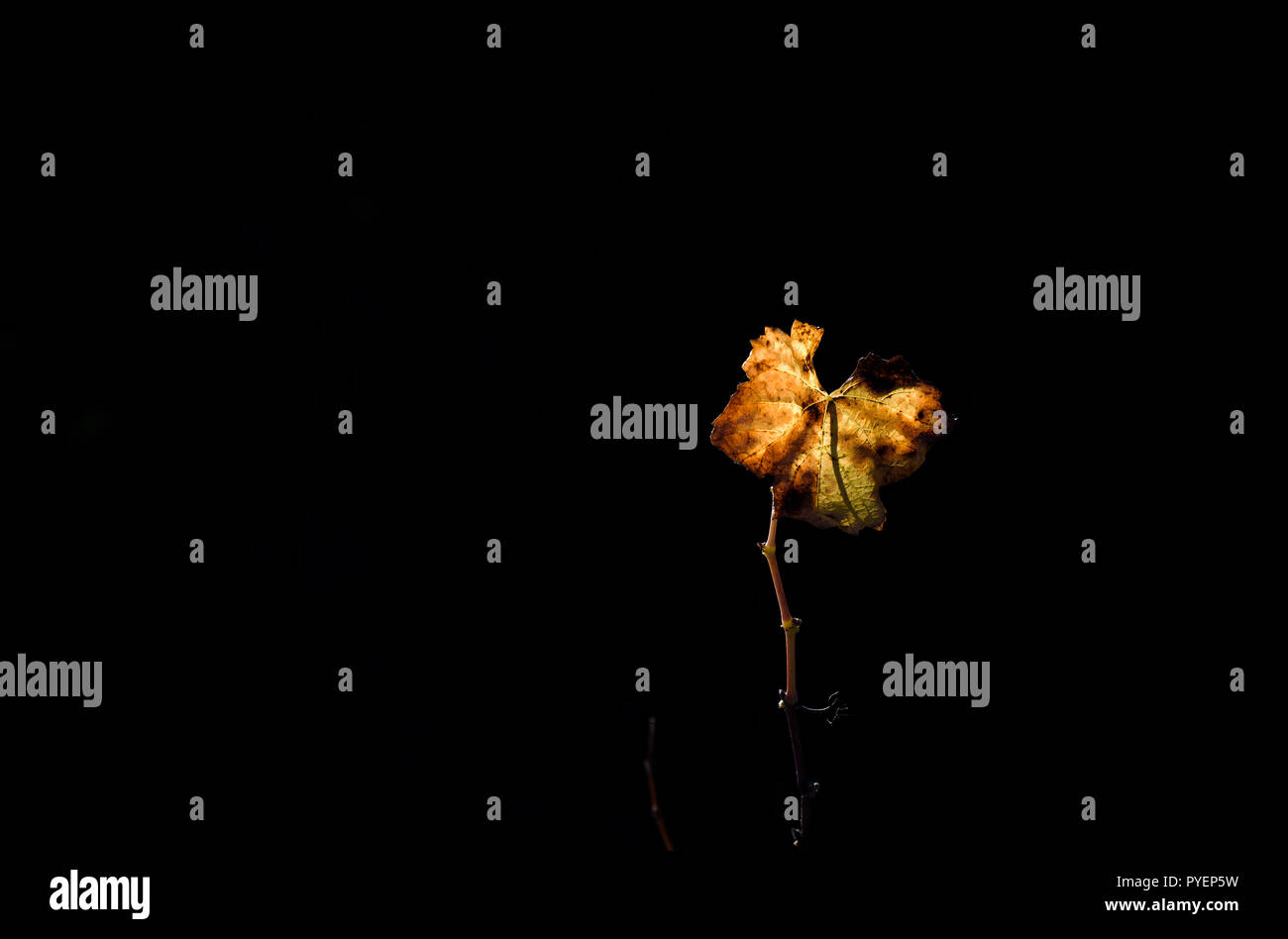 Vine leaves in autumn before falling Stock Photo Alamy