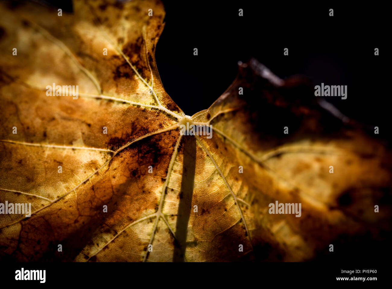 Vine leaves in autumn before falling Stock Photo Alamy