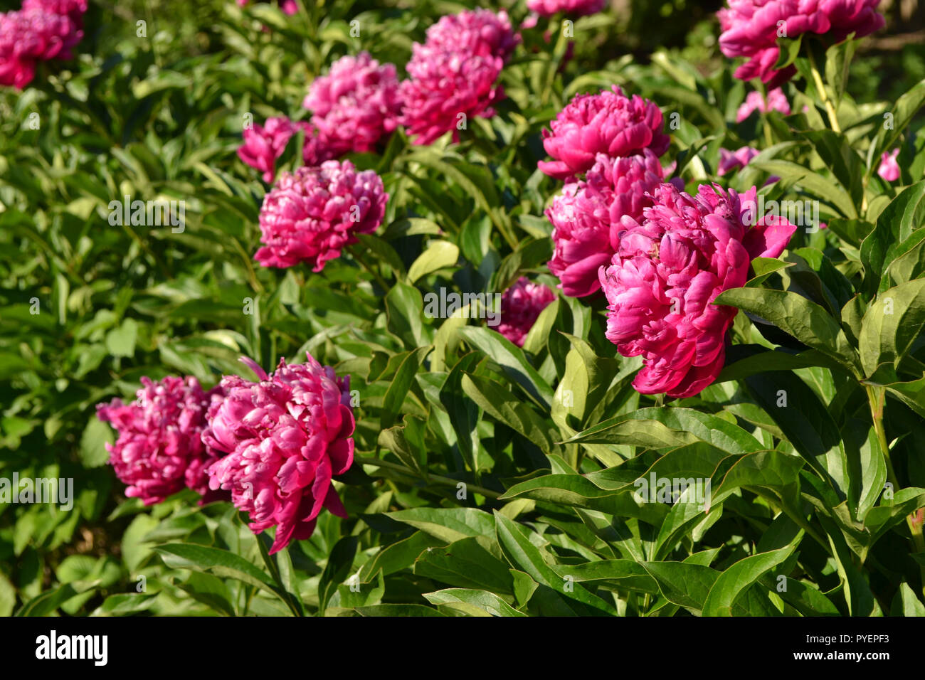 Red peonies in the garden. Blooming red peony Stock Photo Alamy
