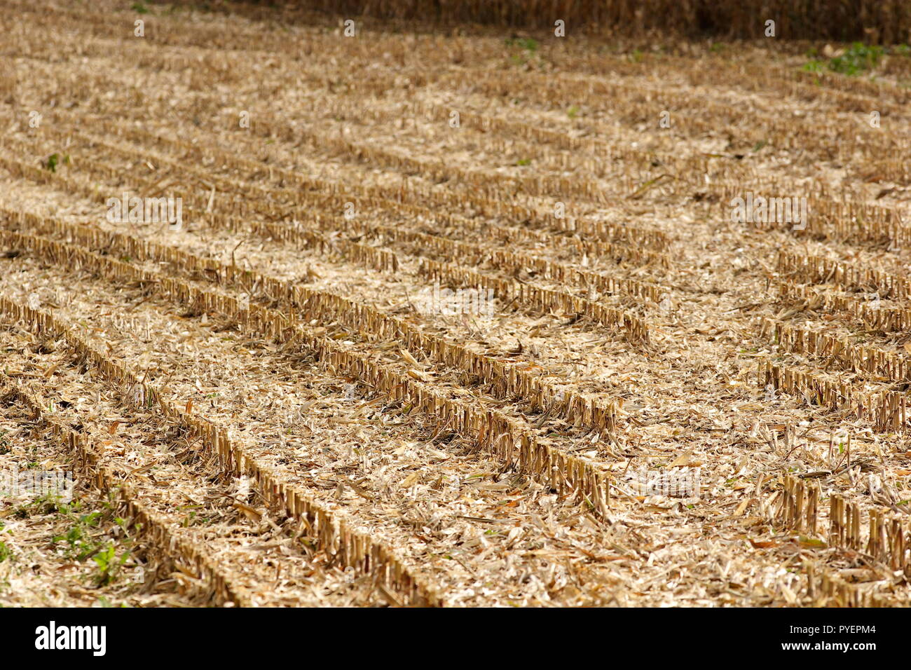 Field of corn after being harvested showing the plant stubble left behind and how the crop was planted in straight rows, near Hindon Wiltshire U.K. Stock Photo