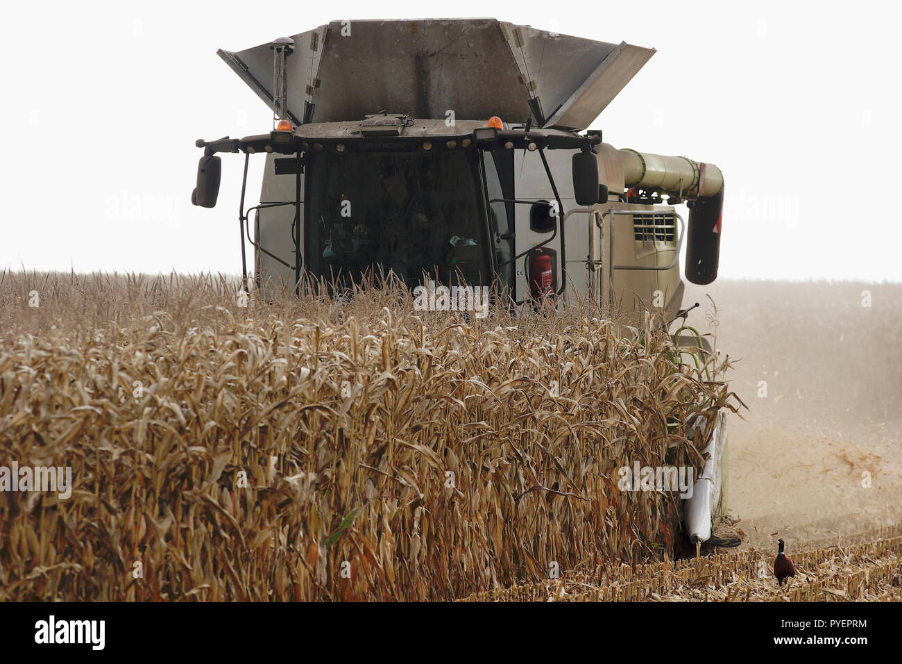 Farm worker harvesting a field of dry corn grain with a combine harvester near Hindon Wiltshire UK Stock Photo