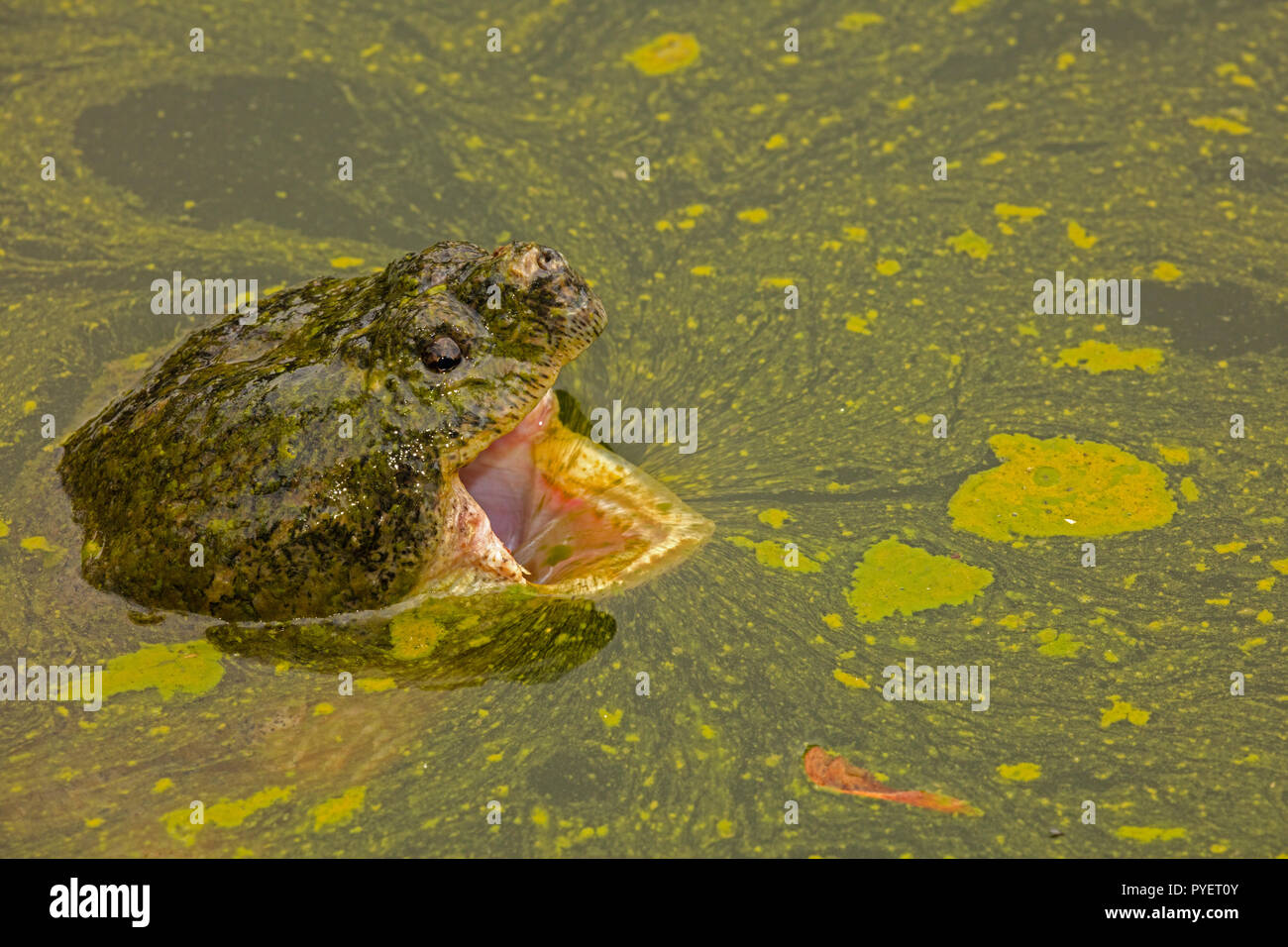 snapping turtle,Chelydra serpentina, and algal bloom,Cyanobacteria, blue-green algae, microcystin-producing cyanobacterium,Woronichinia naegliana,Md. Stock Photo
