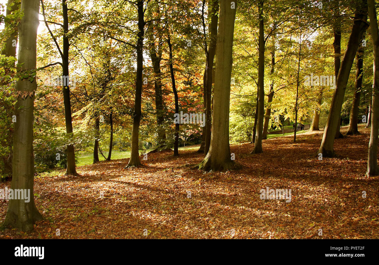English Woods And Forests High Resolution Stock Photography and Images ...