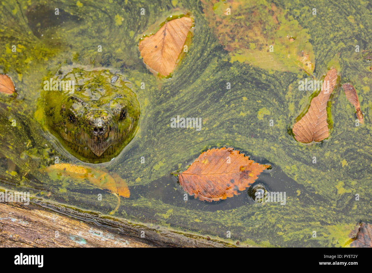 snapping turtle,Chelydra serpentina, and algal bloom,Cyanobacteria, blue-green algae, microcystin-producing cyanobacterium,Woronichinia naegliana,Md. Stock Photo