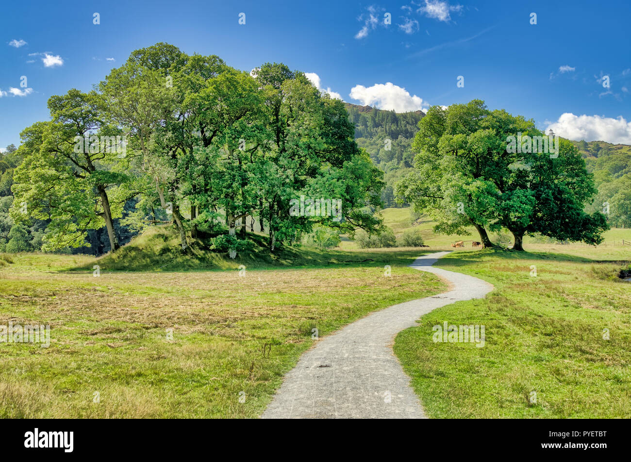 A country track leading to a stand of trees in English coutryside. Stock Photo