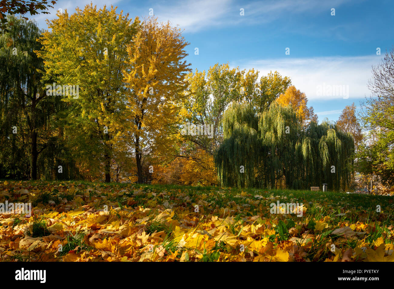 Autumn begins leaves changing color in first days of fall season change concept. End of summer days, early autumn Stock Photo