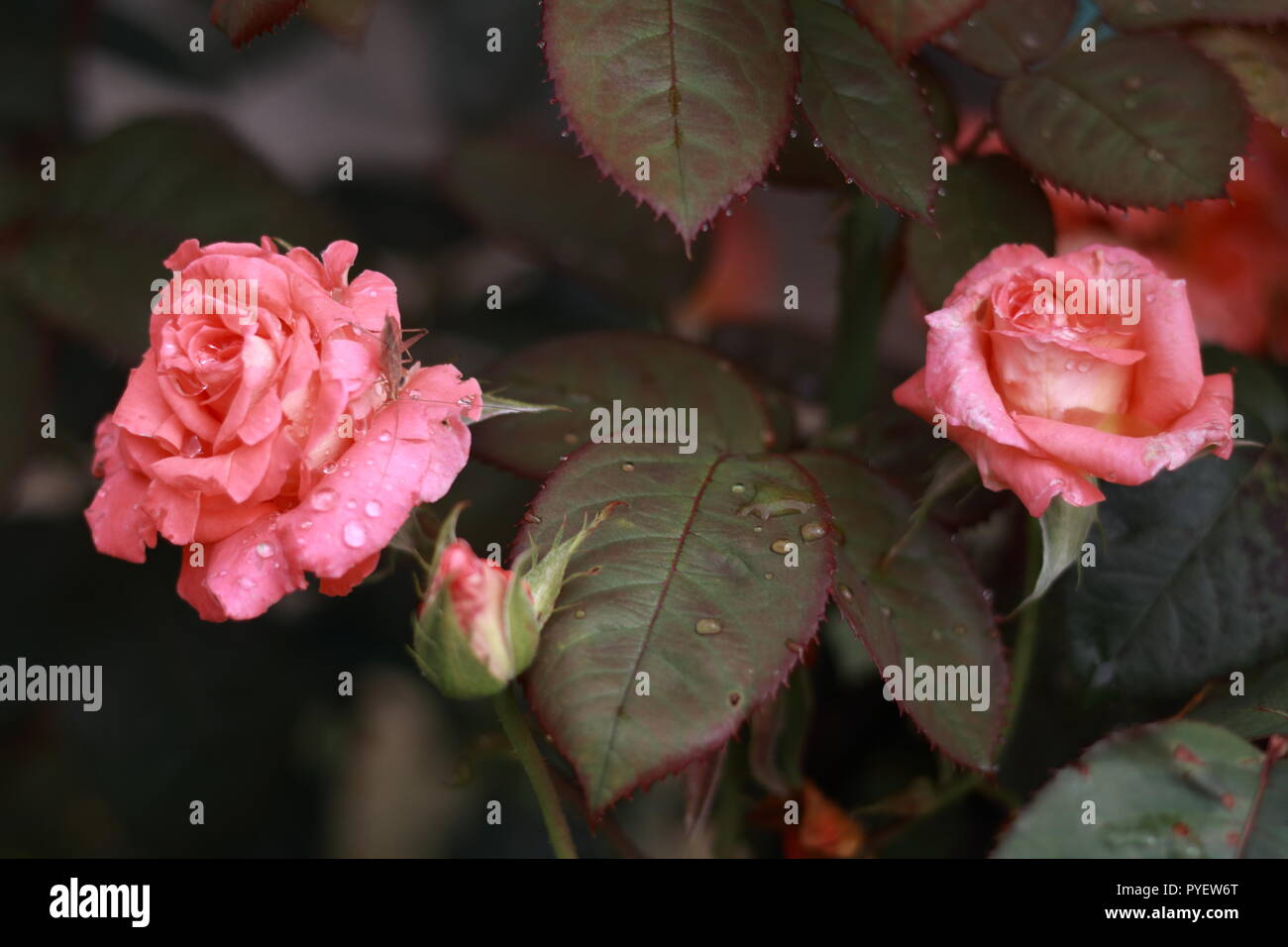 Wet pink roses hi-res stock photography and images - Alamy