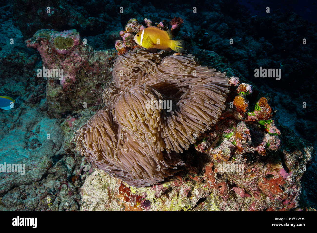 Anemone fish and Coral Maldives Stock Photo