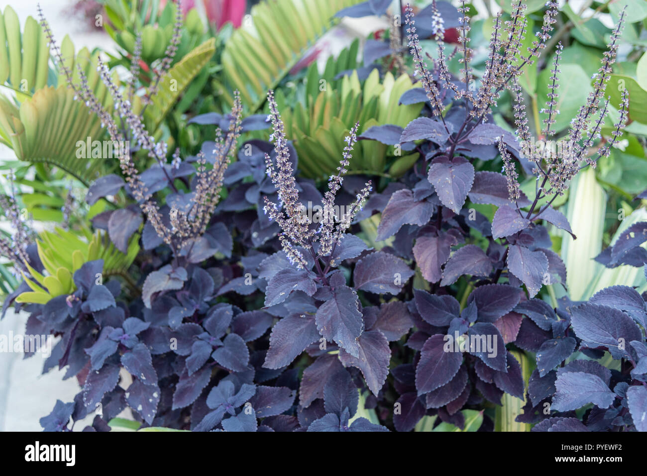 Coleus Dark Star plant in bloom at the Duke gardens, Durham, North