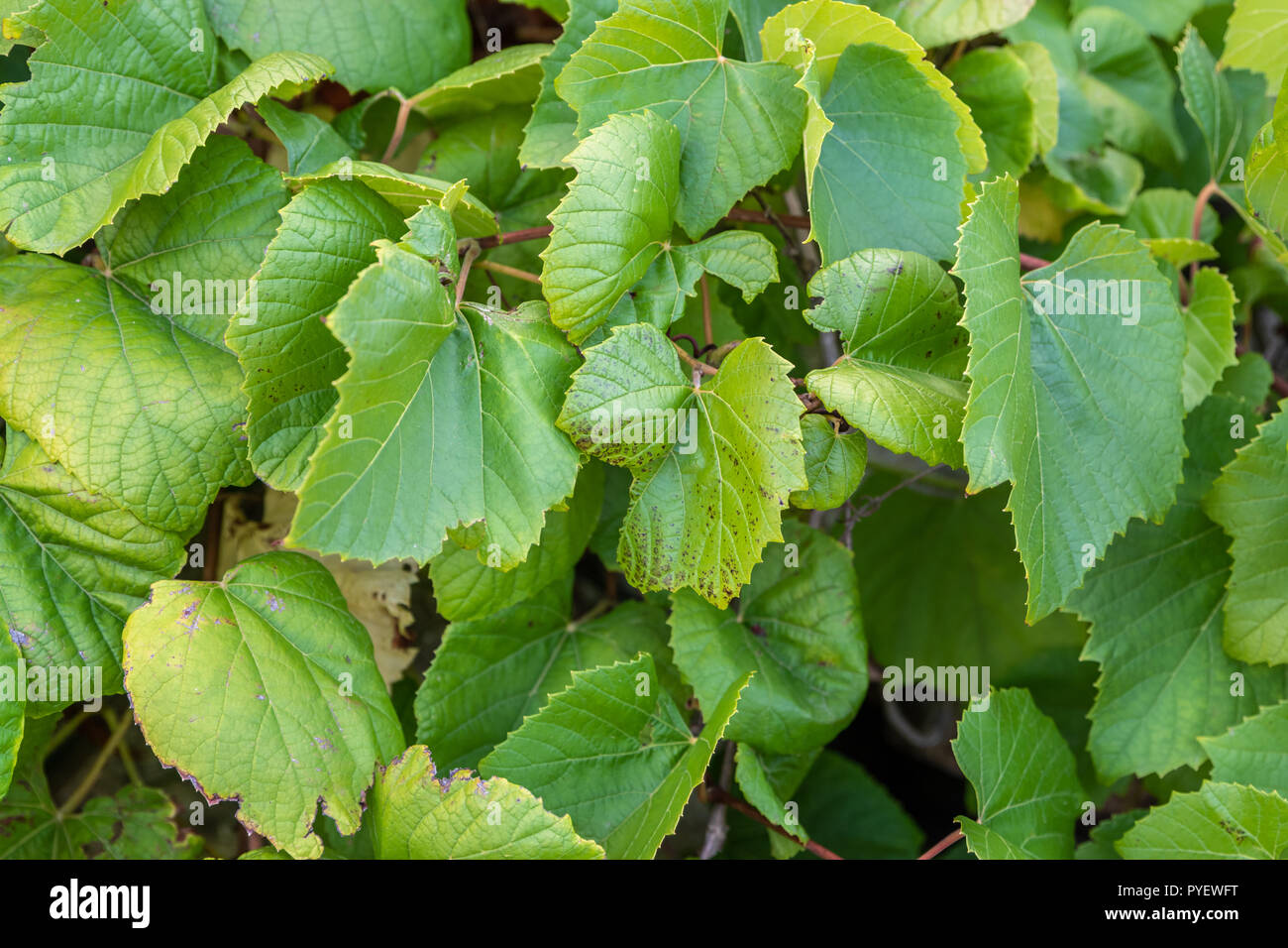 Green Grape Leaves background. Horizontal. front view Stock Photo - Alamy