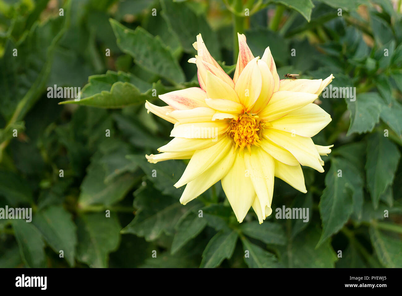Flower Paeonia on background green sheet grows in garden by summer Stock Photo