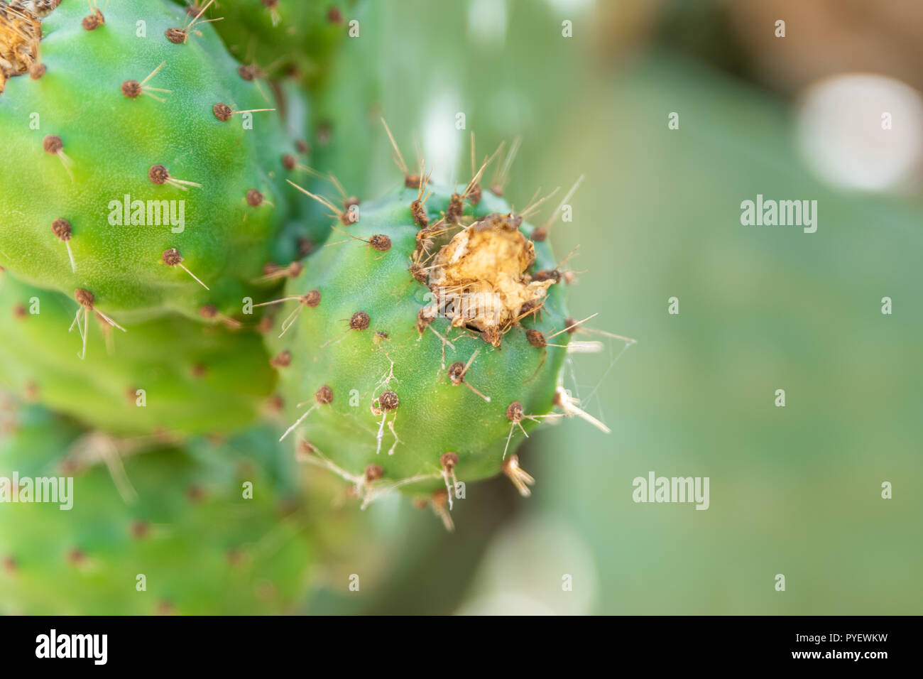 Opuntia or prickly pear in the summer season. Higo fruit. Horizontal. background out of focus Stock Photo