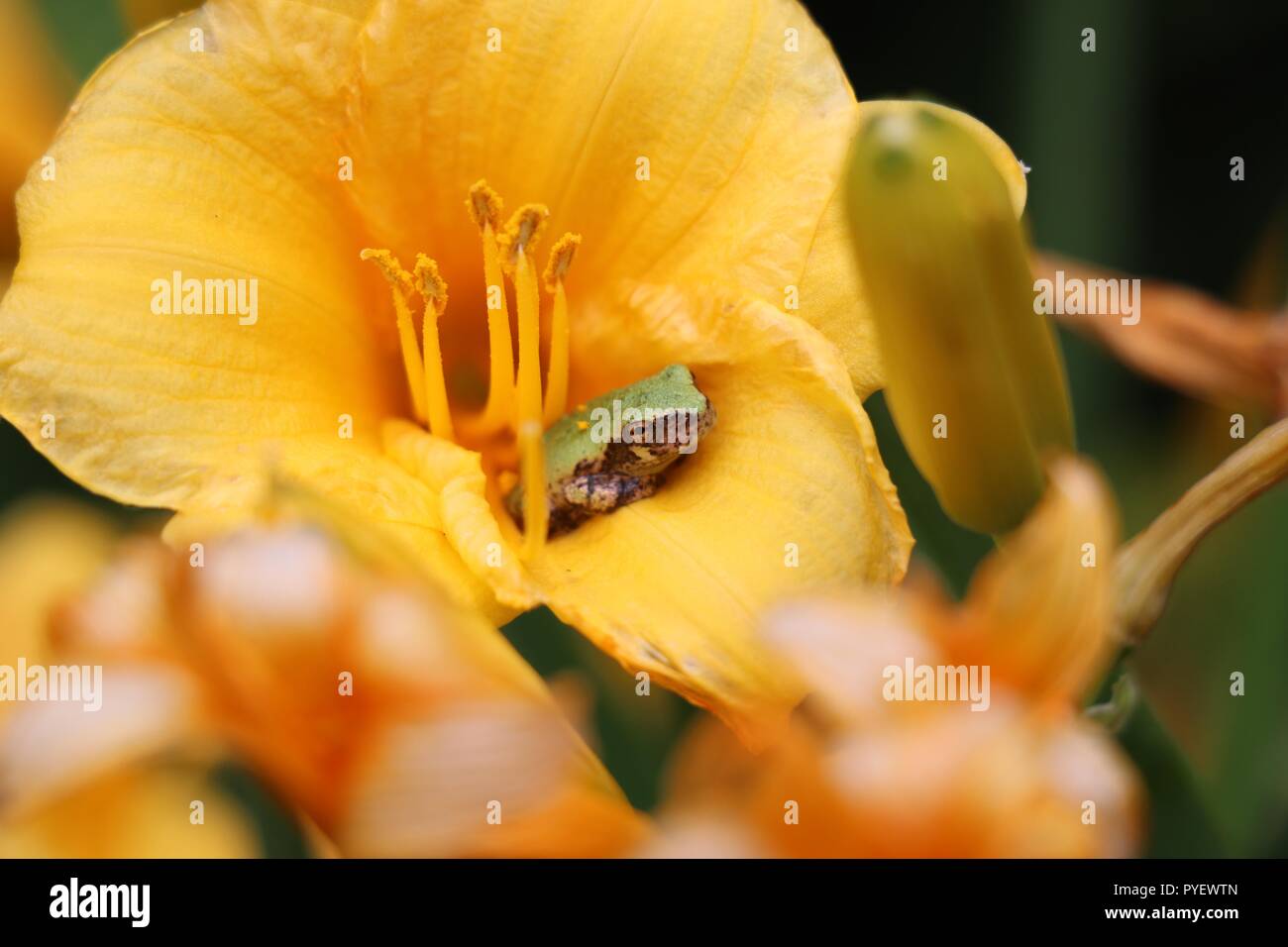 tree frog on yellow flower Stock Photo