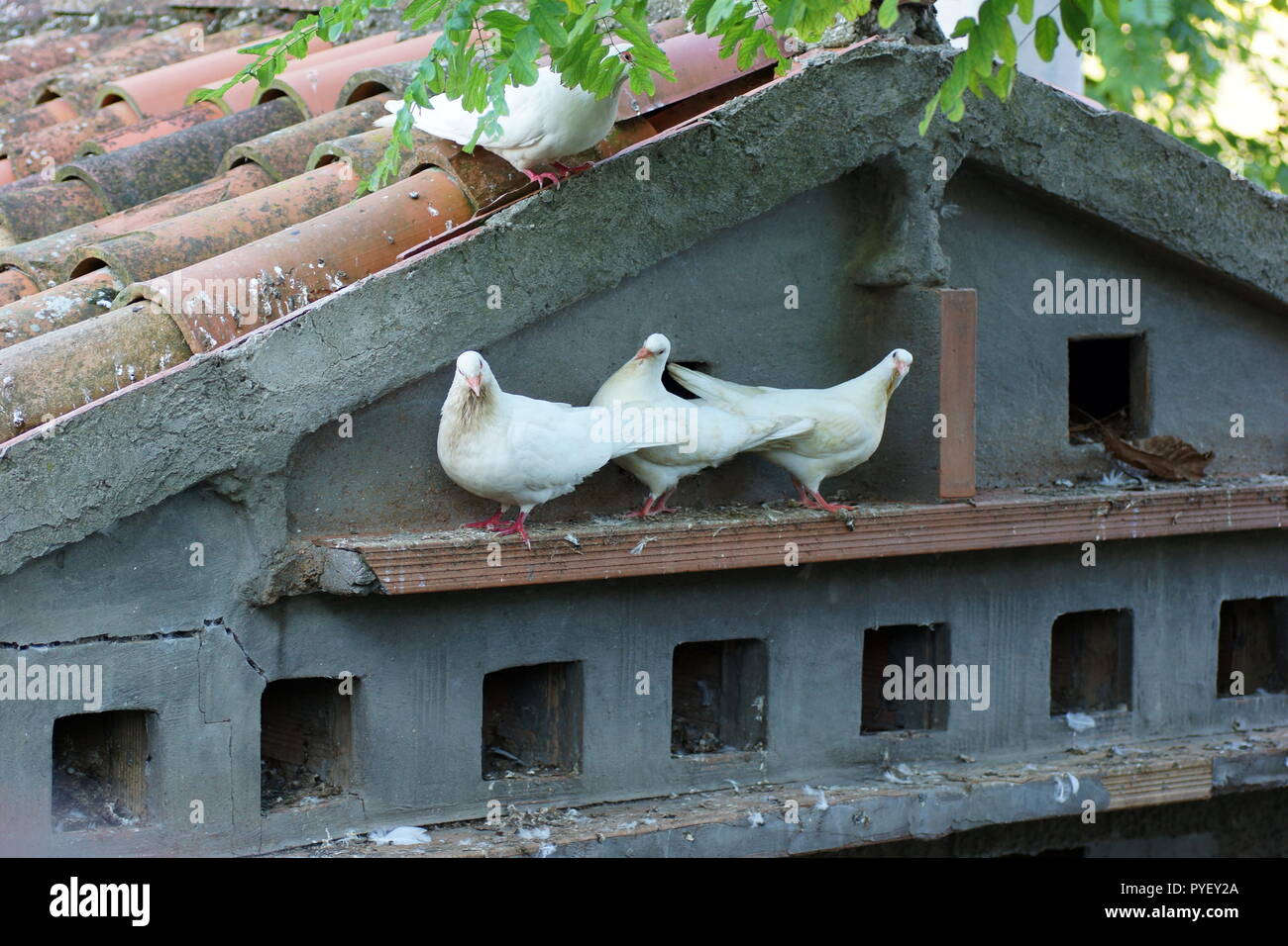 White doves, squabs, on dovecote at an Italian restaurant. Three Utility pigeons on dovecote. Stock Photo