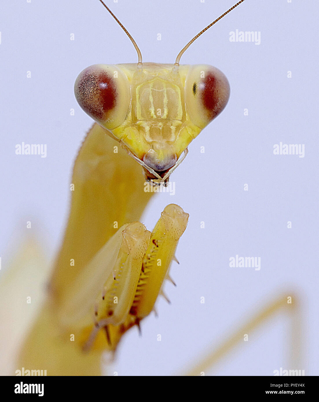 Giant asian mantis hierodula venosa macro close up Stock Photo