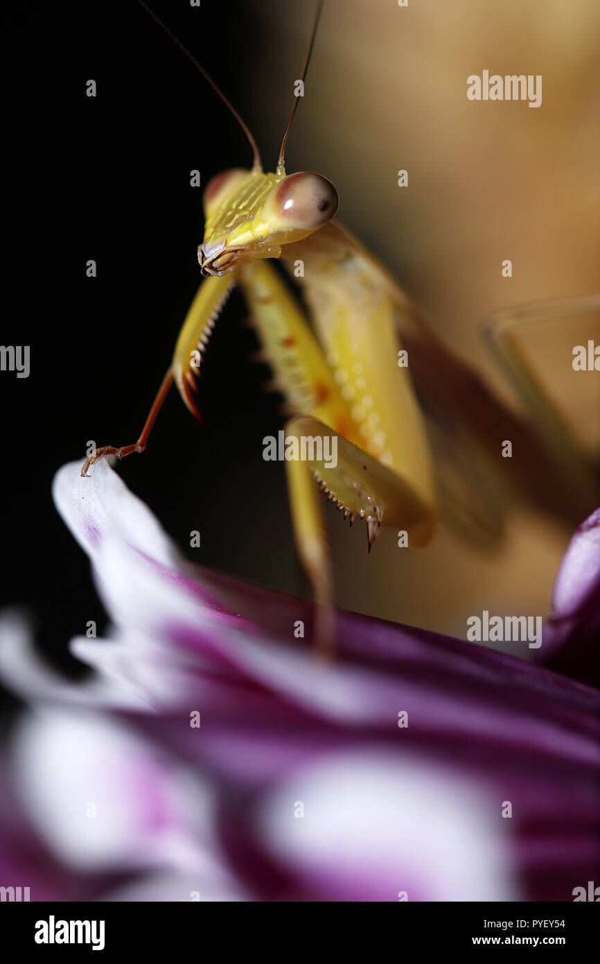 Giant asian mantis hierodula venosa macro close up Stock Photo