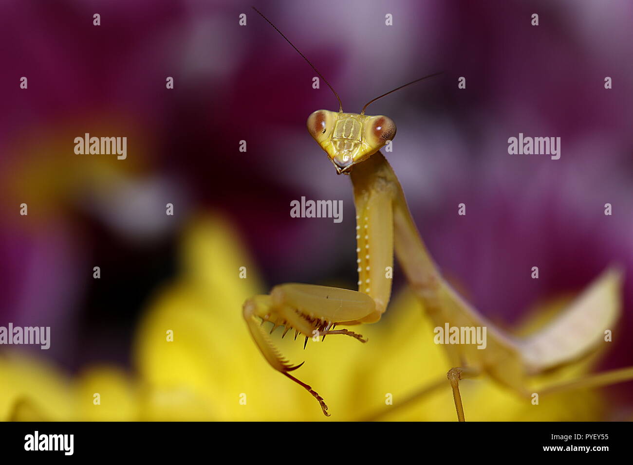 Giant asian mantis hierodula venosa Stock Photo