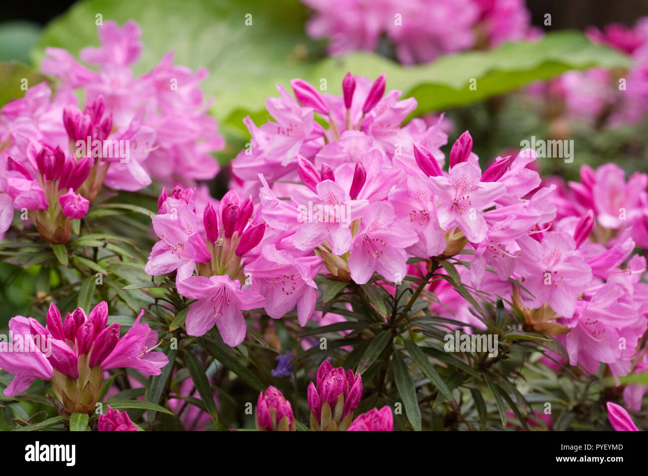 Rhododendron 'Hampshire Belle' flowers Stock Photo