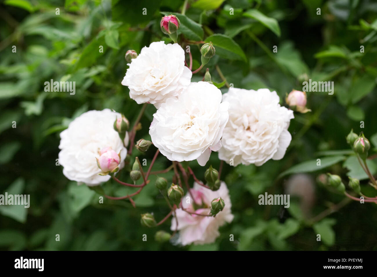 Rosa 'Felicite et Perpetue' flowers. Stock Photo