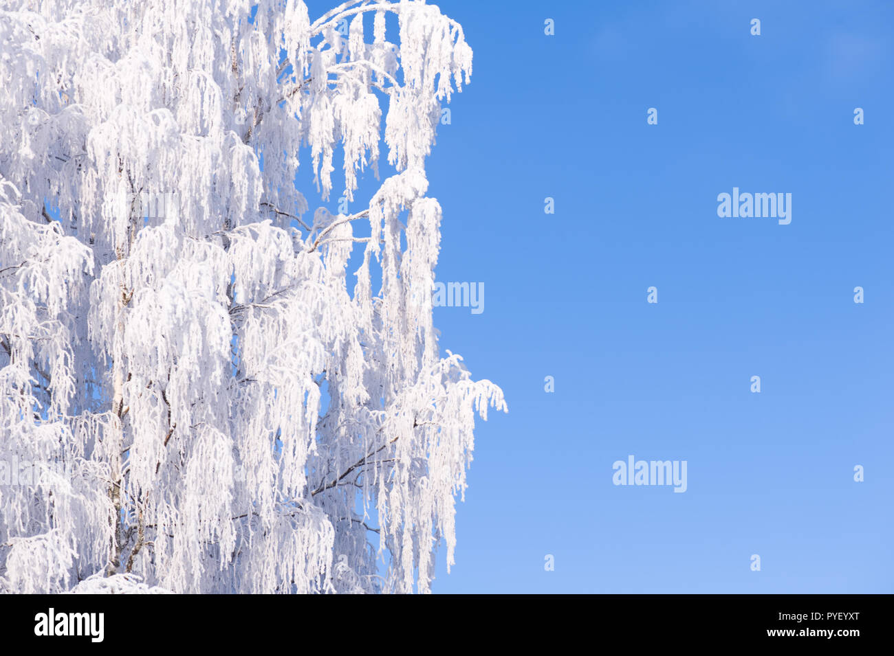 Winter branches with copyspace. Frosted birch tree branches against blue sky. Stock Photo