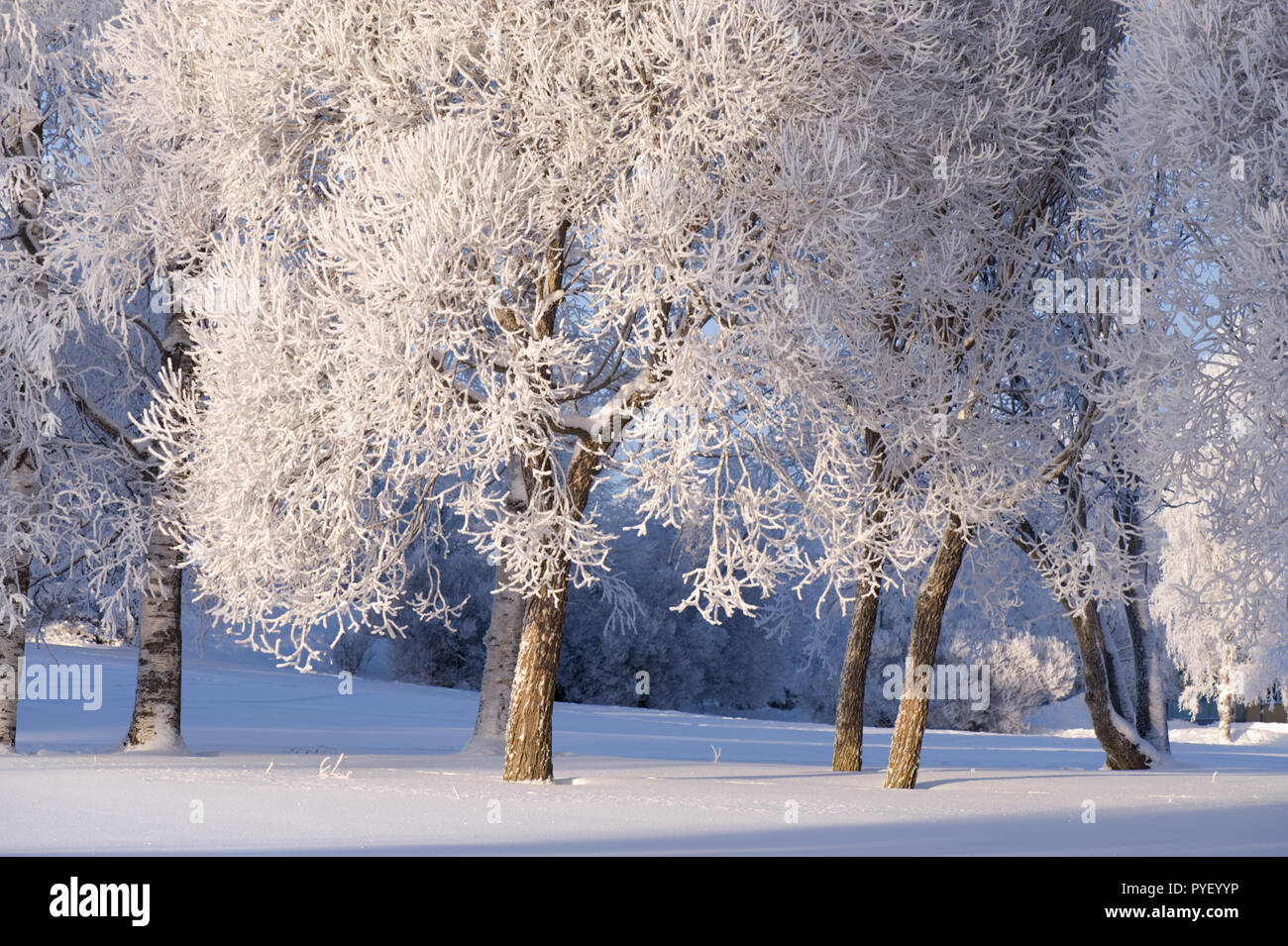 Frost and snow covered crack willow (Salix fragilis) trees and branches lit by the low angle winter sun. Stock Photo