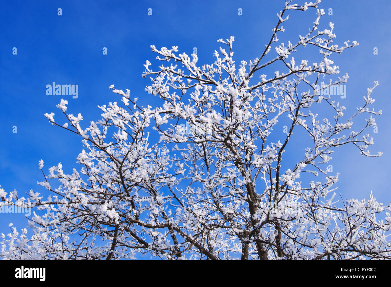 Blue frosted branches hi-res stock photography and images - Alamy