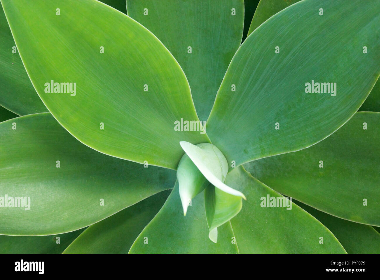 Agave attenuate plant geometry pattern close up Stock Photo
