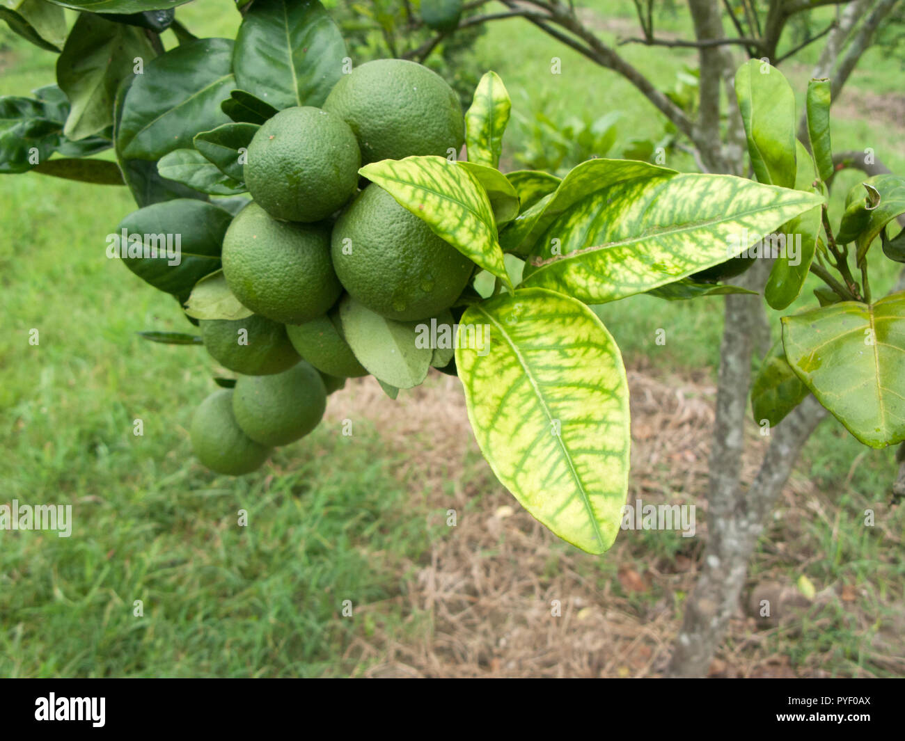 Orange citrus trees orchard heavily  infected with huanglongbing yellow dragon citrus greening plague deadly disease Stock Photo