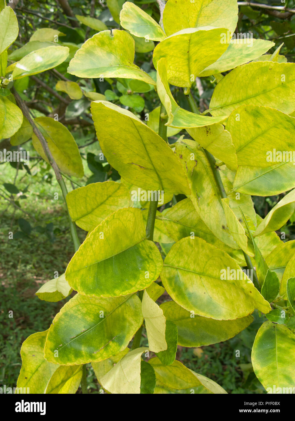 Orange citrus trees orchard heavily  infected with huanglongbing yellow dragon citrus greening plague deadly disease Stock Photo