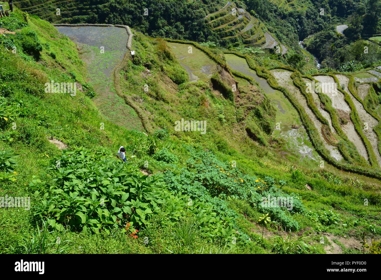 Banaue rice terraces cordillera hi-res stock photography and images - Alamy