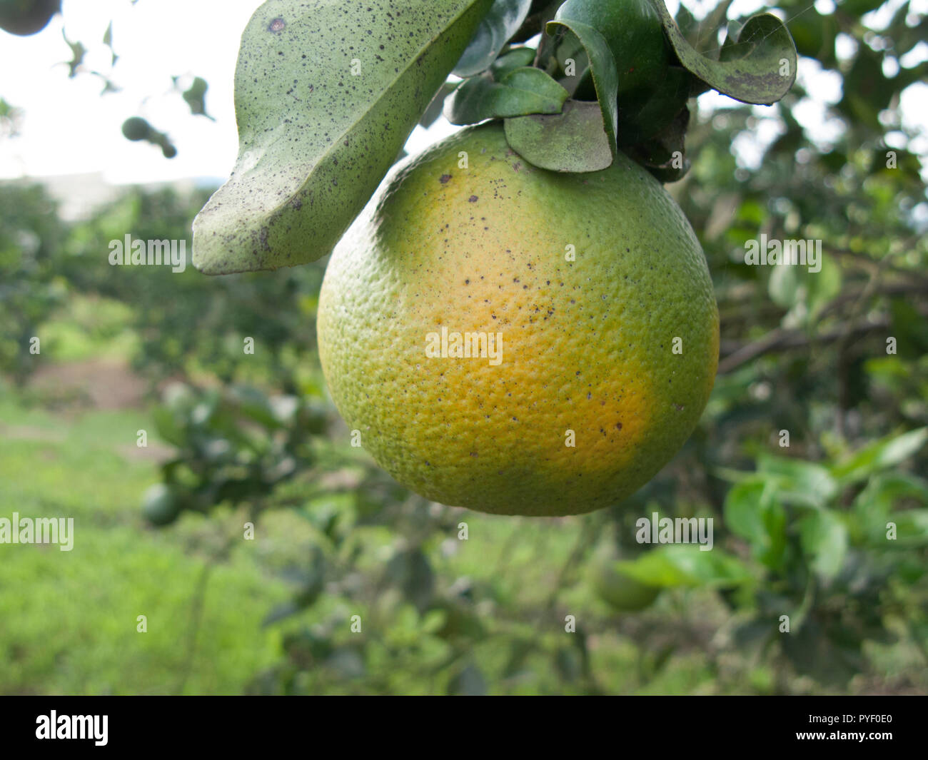 Orange citrus infected with HLB yellow dragon citrus greening is one of the most devastating diseases of citrus Stock Photo