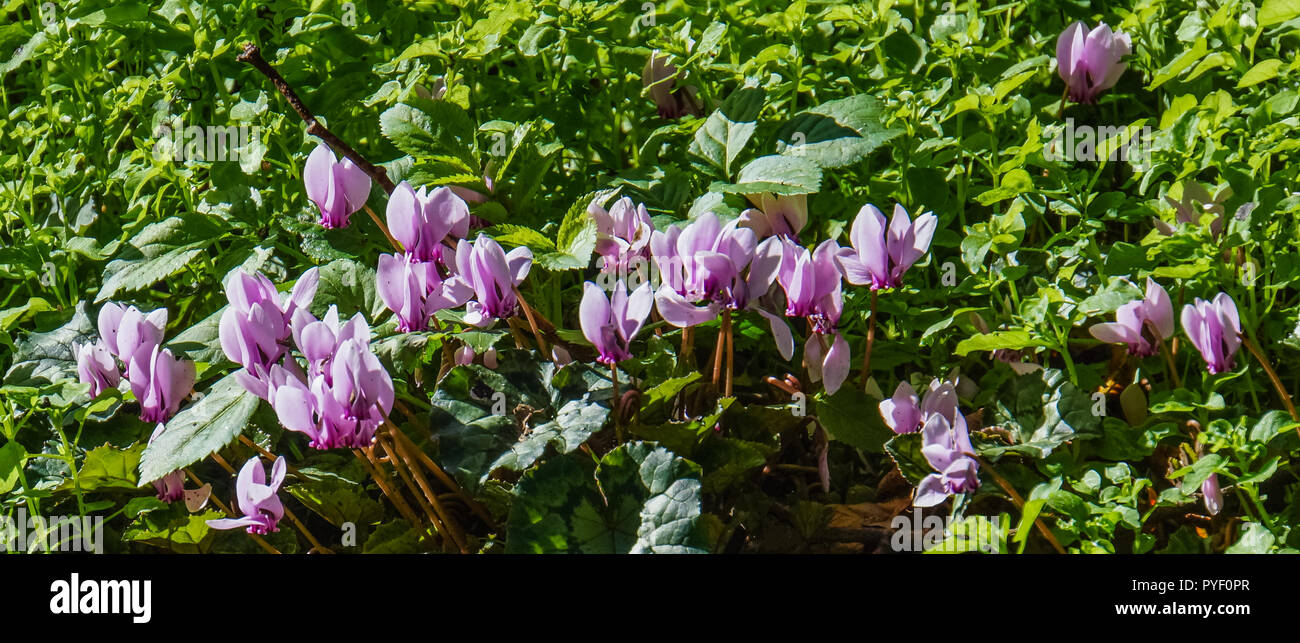 Pink forest hi-res stock photography and images - Alamy