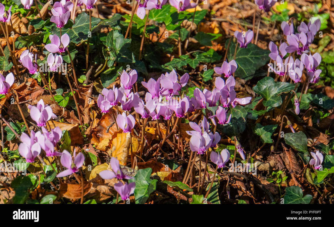 Pink forest flowers hi-res stock photography and images - Alamy