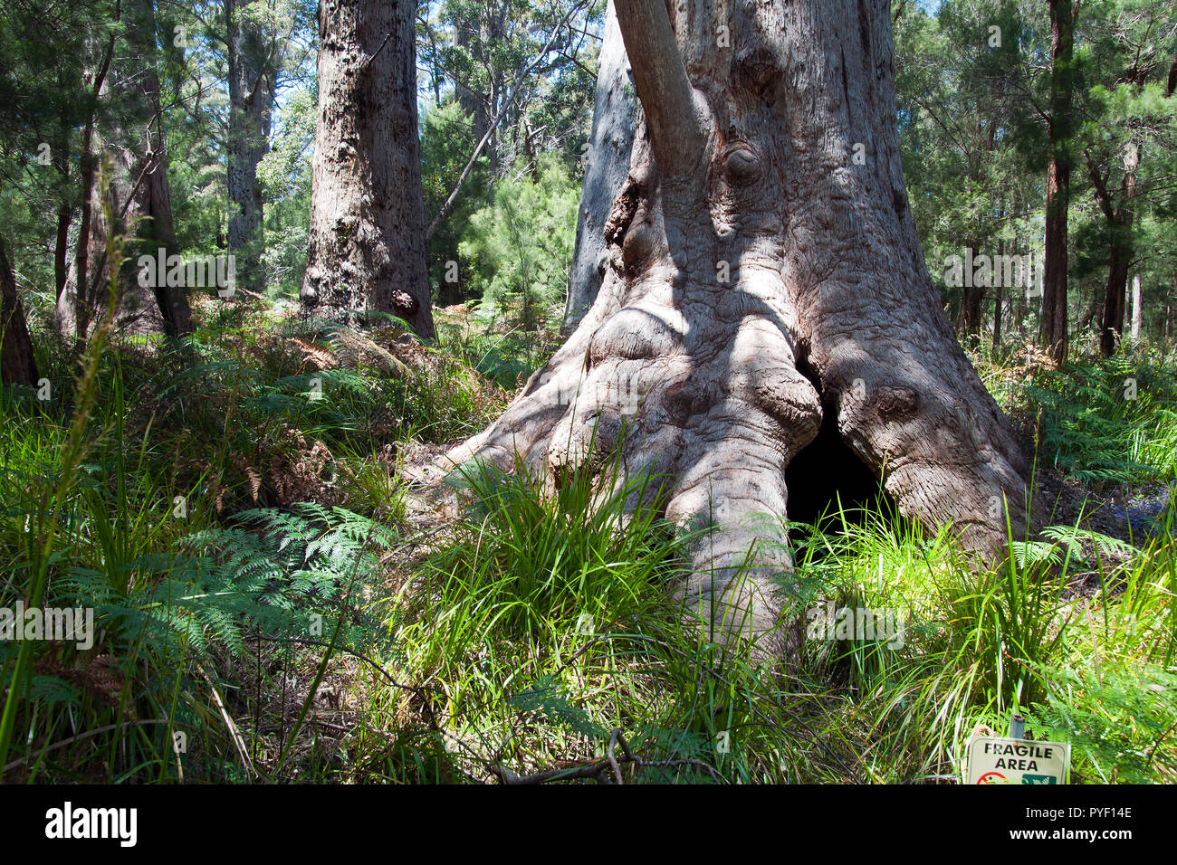 Walpole Australia, scene of the ancient red tingle forest Stock Photo