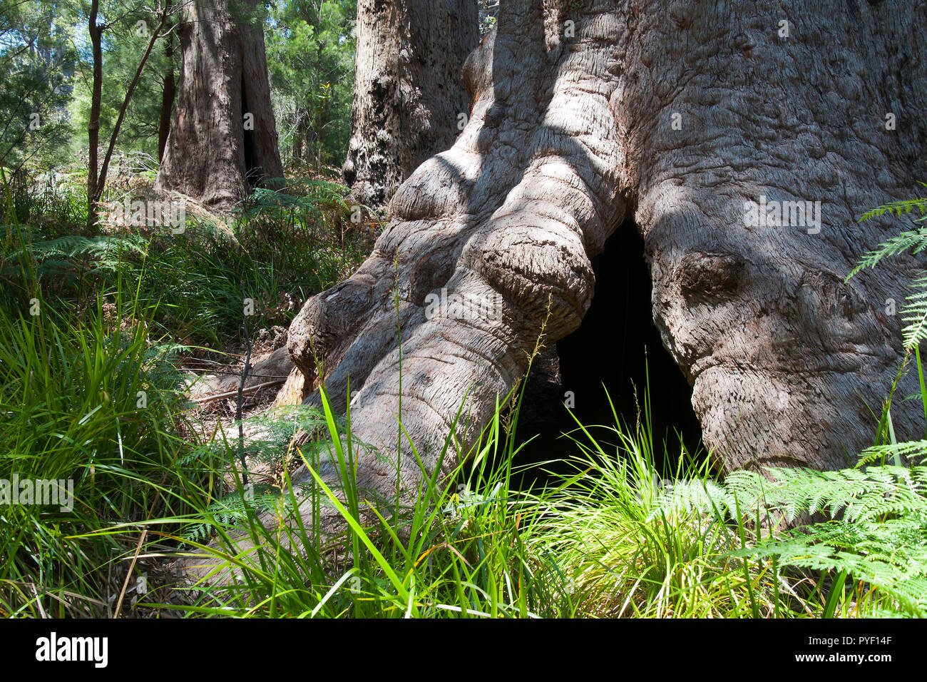 Walpole Australia, scene of the ancient red tingle forest Stock Photo