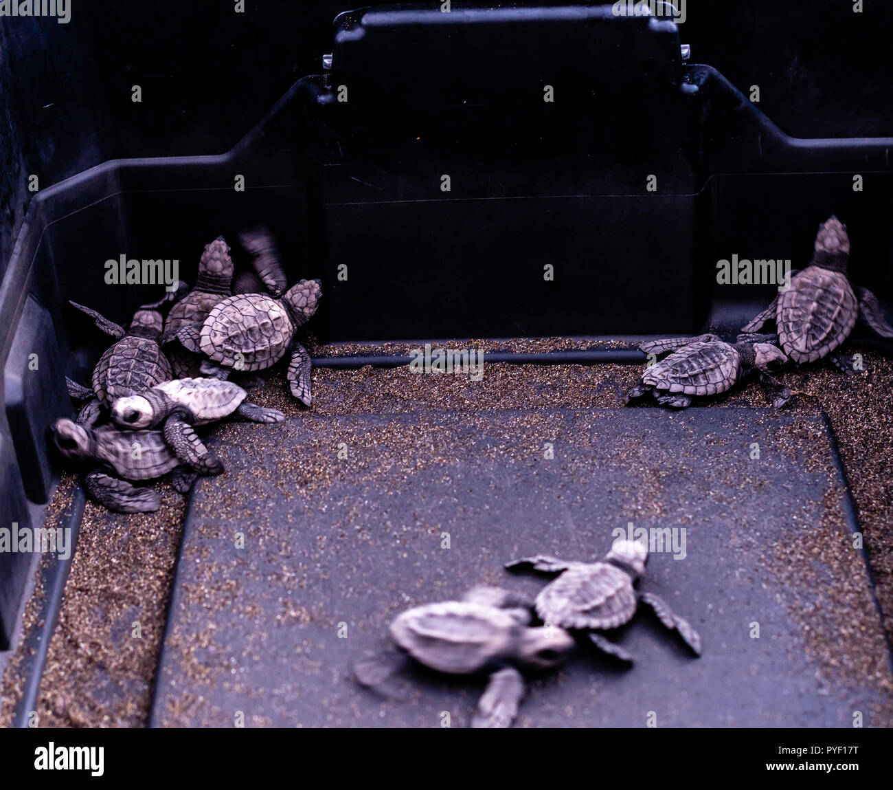 turtle rescue in Monterrico Guatemala Stock Photo