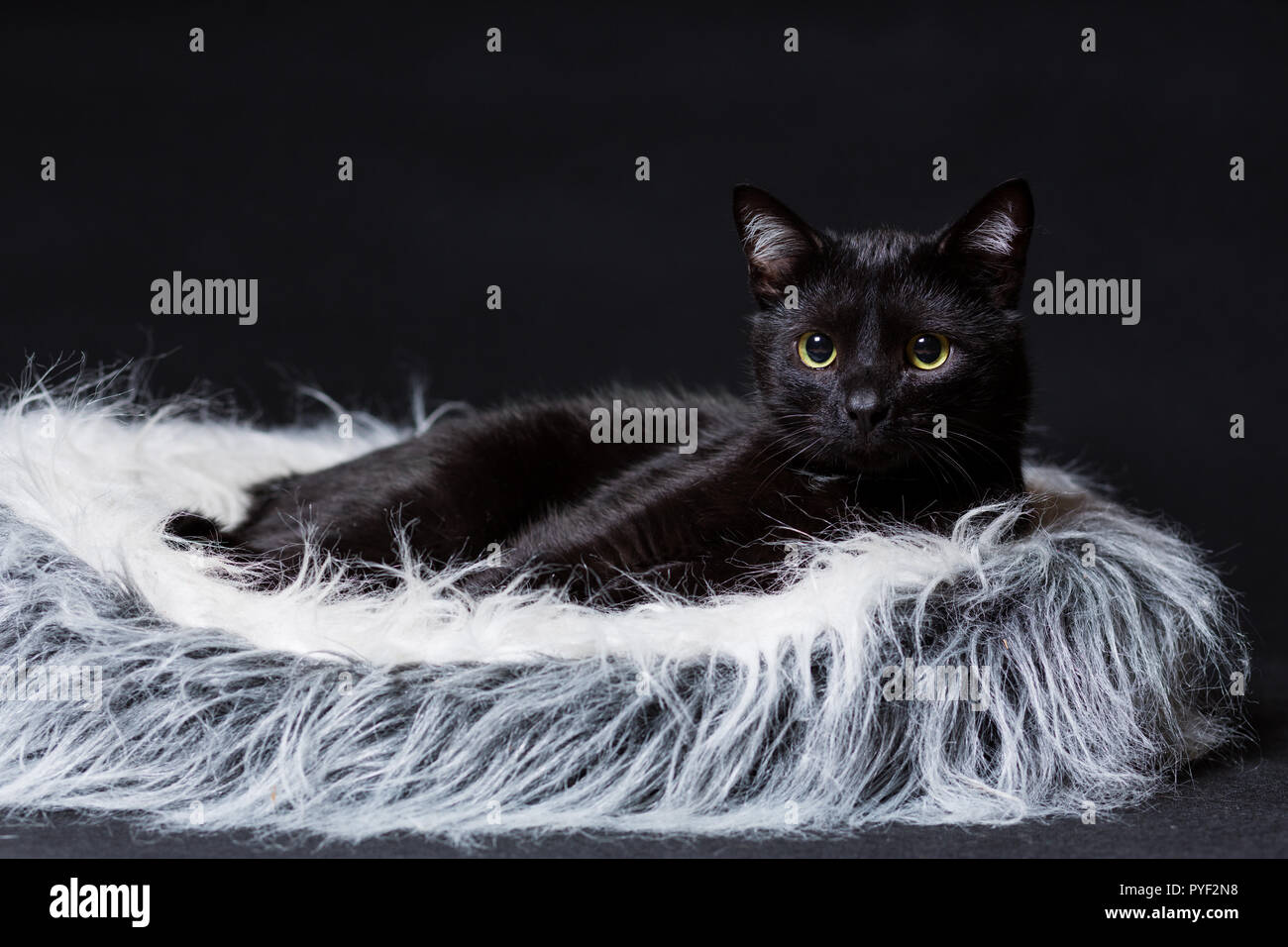 cat of black color lies on its stove on a black background Stock Photo