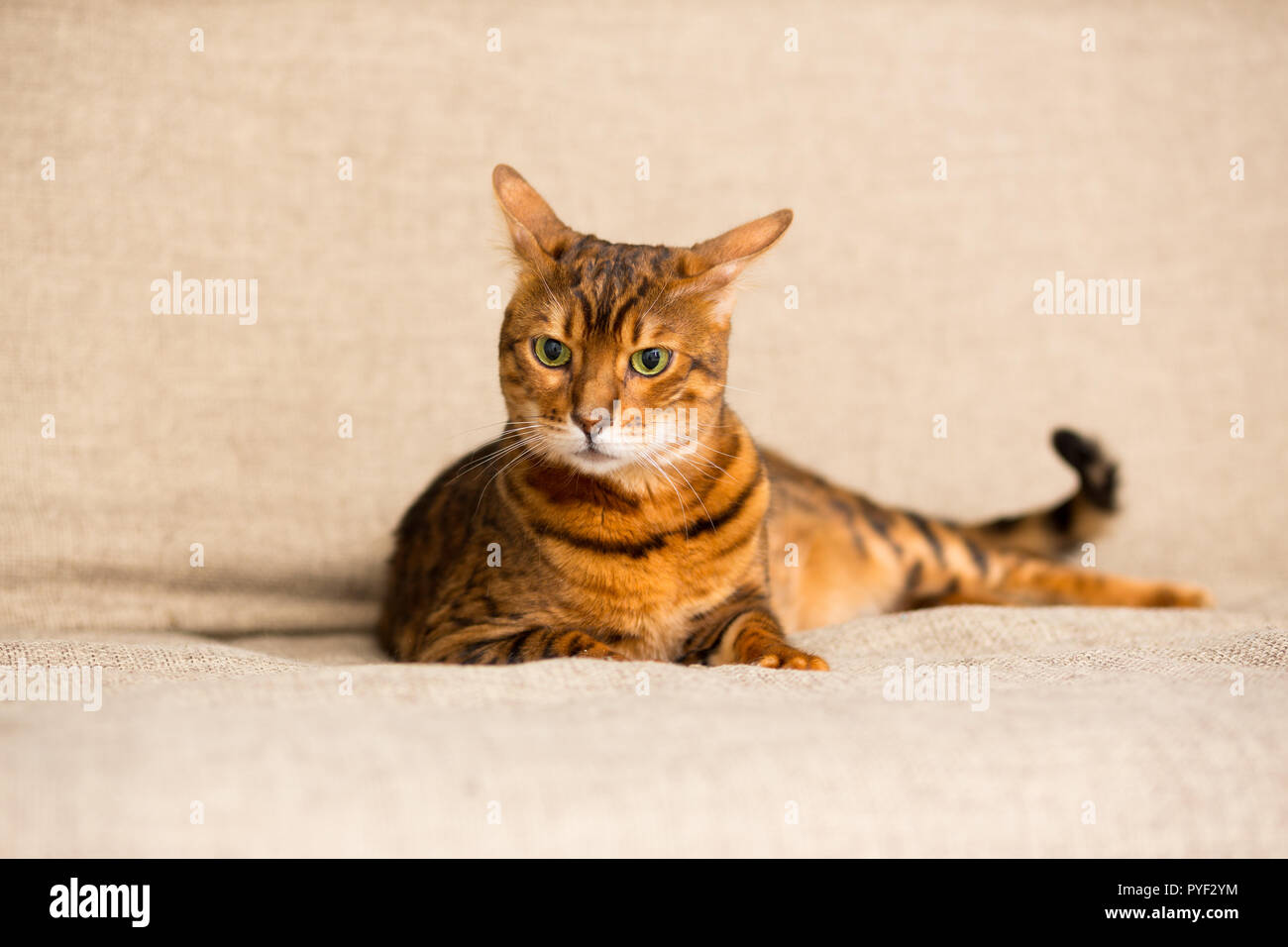 An adult Bengali cat lays on the couch stretching its paws Stock Photo
